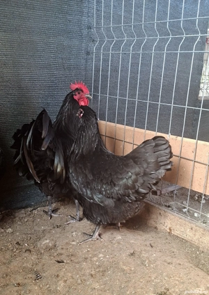 Găini din Rasa :Plymounth,Austrolop SI Phoenix Potârnichiu - imagine 3
