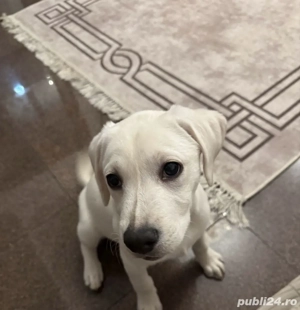 labrador retriever alb  - imagine 3