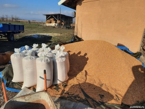 Porumb de vânzare!!!