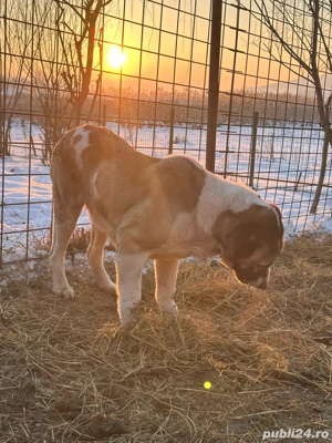 Femela disponibila - imagine 2