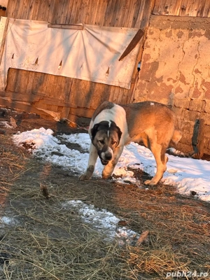 Femela disponibila - imagine 5