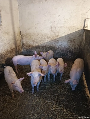 Vand purcei marele alb - imagine 3