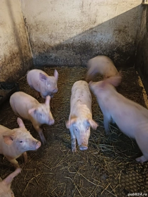 Vand purcei marele alb - imagine 2