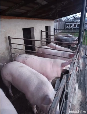 Vand porci rasa de carne între 100-150 de kg  - imagine 4