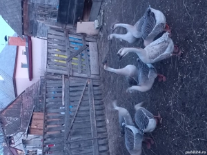 Vând păsări de curte  - imagine 4