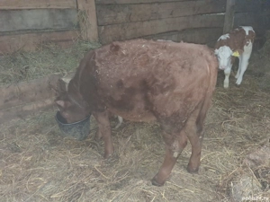 Vand vitea limuzin 3 luni - imagine 2