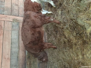 Vand vitea limuzin 3 luni - imagine 3