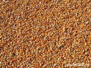 porumb de vânzare boabe