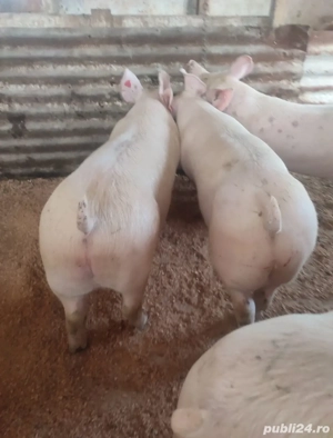 Vand porci de carne greutate 100-150kg - imagine 3