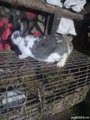 iepuroi de vanzare  - imagine 2