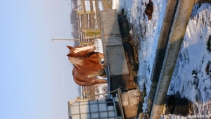 Vacă si Mânza - imagine 2