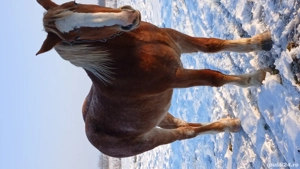 Vacă si Mânza - imagine 3