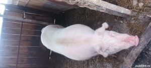 porci de vânzare porc 300gksi purcei mici detai la telefon  - imagine 4
