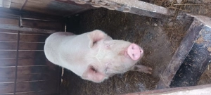 porc 300gk și grăsunii detai la telefog vă rog să sunati  - imagine 2