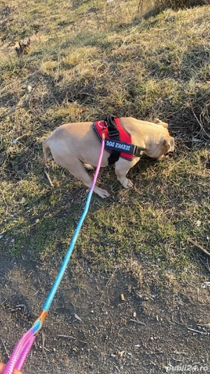 Vând American Bully Pocket - imagine 3