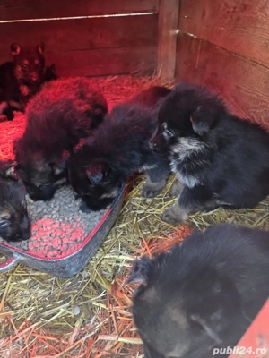 cătelusi drăgălasi rasă