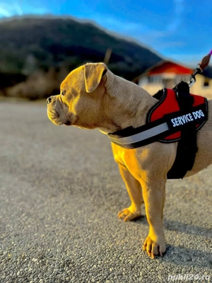 Vând American Bully Pocket - imagine 2