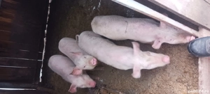 porci de vânzare porc 300gksi purcei mici detai la telefon  - imagine 5