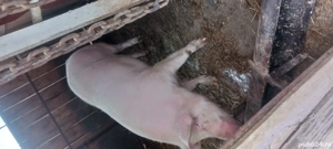 porci de vânzare porc 300gksi purcei mici detai la telefon  - imagine 2