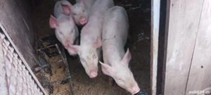 porci de vânzare porc 300gksi purcei mici detai la telefon 