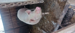 porci de vânzare porc 300gksi purcei mici detai la telefon  - imagine 3