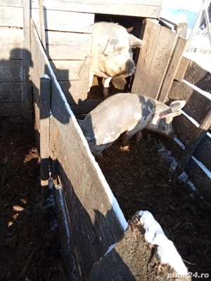 Vind porci - imagine 3