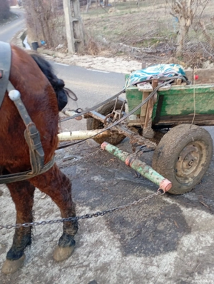 de vinzare căruță 