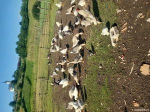 Vând păsări de curte  - imagine 3