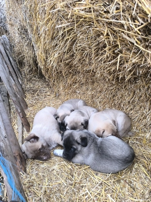 Căței Malak Kangal uriaș