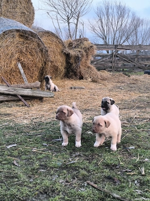 Căței Malak Kangal uriaș - imagine 3