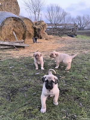 Căței Malak Kangal uriaș - imagine 6