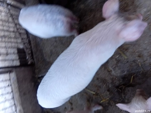 Purcei de 9 saptamani  - imagine 5