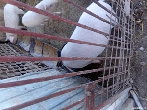 Purcei de 9 saptamani 