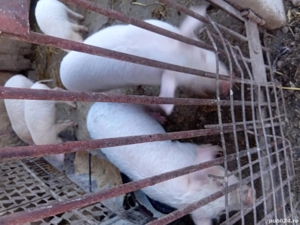 Purcei de 9 saptamani  - imagine 2