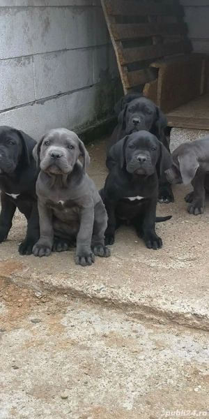 Căței cane corso 2000 lei negociabil  - imagine 4
