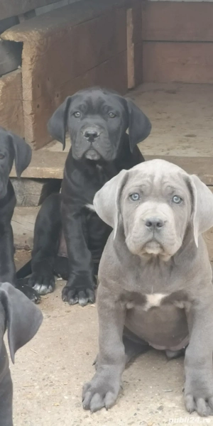 Căței cane corso 2000 lei negociabil  - imagine 3