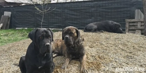 Căței cane corso 2000 lei negociabil  - imagine 2
