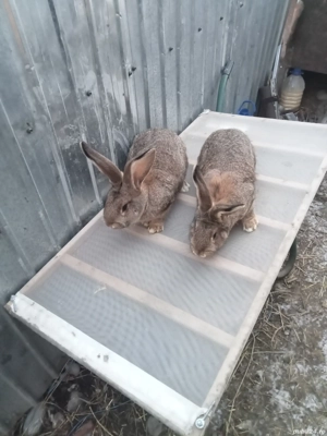 vând patru femele două uriaș două berbec - imagine 3