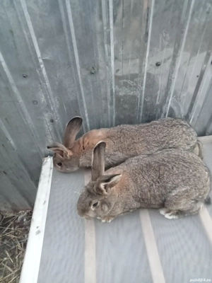 vând patru femele două uriaș două berbec - imagine 4