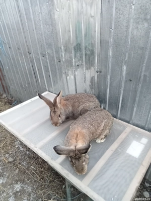 vând patru femele două uriaș două berbec - imagine 2