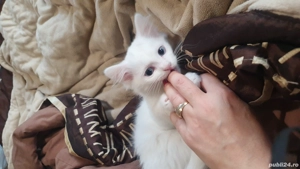 minunatie  pufoasa alba cu ochii albastrii - imagine 3