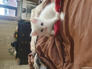 minunatie  pufoasa alba cu ochii albastrii - imagine 2