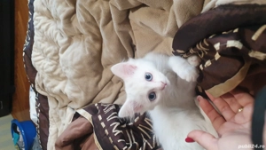 minunatie  pufoasa alba cu ochii albastrii - imagine 4