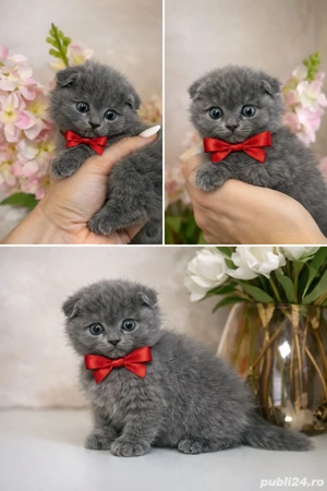 Puiuți Scotish Fold  - imagine 4