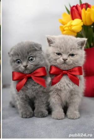 Puiuți Scotish Fold  - imagine 3
