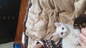 minunatie  pufoasa alba cu ochii albastrii - imagine 5