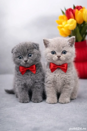 Puiuți Scotish Fold 