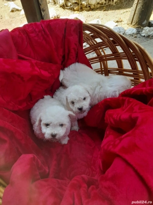 Vand Catei Bichon Maltez - imagine 4