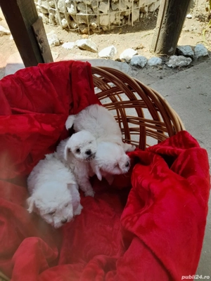 Vand Catei Bichon Maltez - imagine 3