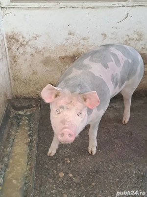 Vând porc pietrean  - imagine 2